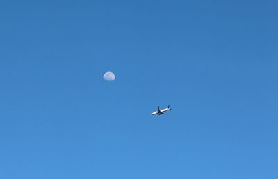 Low angle view of bird flying in sky