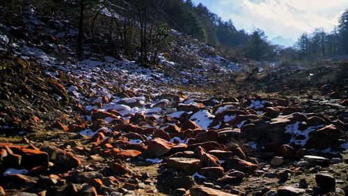 View of birds on rock
