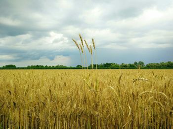 Ripe wheat crop in field against cloudy sky