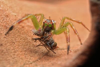Close-up of spider