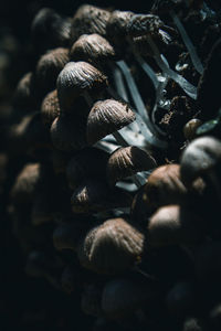 Full frame shot of onions
