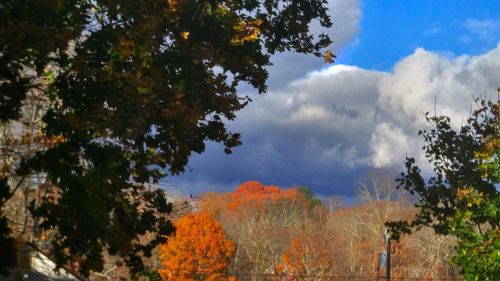 Low angle view of trees against sky