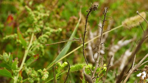 Close-up of plant on field