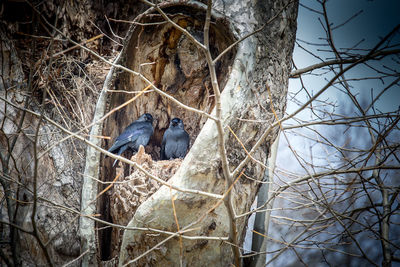 Close-up of bird perching on bare tree