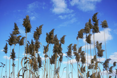 Low angle view of trees against sky