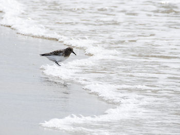 Bird flying over sea