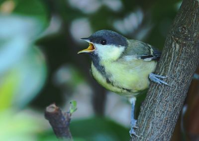 Close-up of bird perching on branch