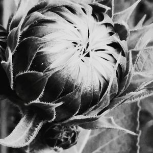 Close-up of flower