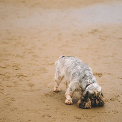 Dog on sand at beach