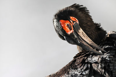 Close-up of bird perching