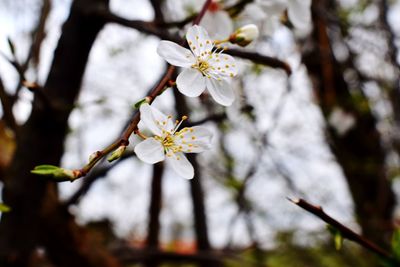 Close-up of white cherry blossom tree