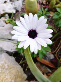 Close-up of white flower blooming outdoors