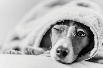 Black and white close-up portrait of winking tsunami the jack russell terrier dog wrapped in blanket 