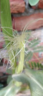 Close-up of succulent plant