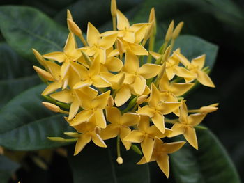 Close-up of yellow flowering plant