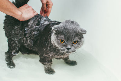 Close-up of hand holding cat in water