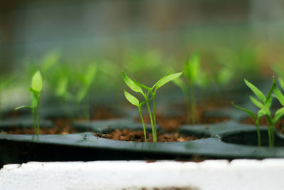 Close-up of plant growing on field