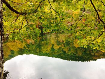 Reflection of trees in water