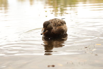 Duck swimming in a lake