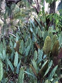 High angle view of succulent plant in forest