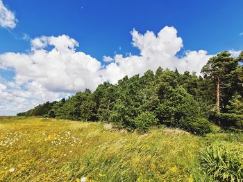 Scenic view of field against sky