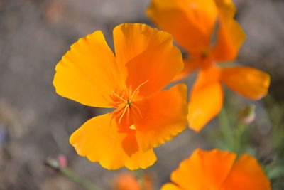 Close-up of orange flowering plant