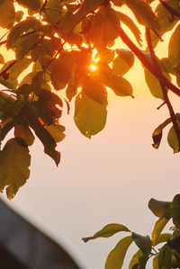 Close-up of leaves on tree during sunset