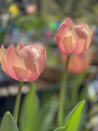 Close-up of pink tulip