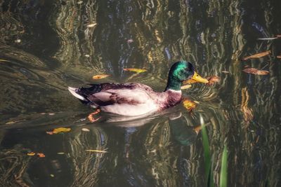 High angle view of duck swimming in lake