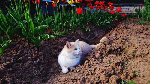 Cat resting on field in flower garden