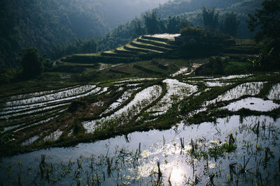 Low angle view of rice paddy against sky