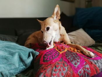Close-up of dog sitting on sofa at home