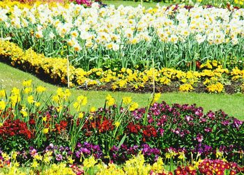 Yellow flowers blooming in field