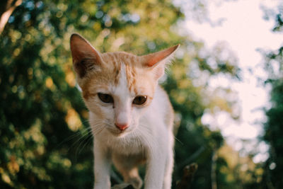 Close-up portrait of a cat