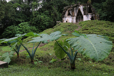 Trees and plants growing on land