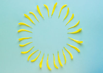 Directly above shot of plant against white background