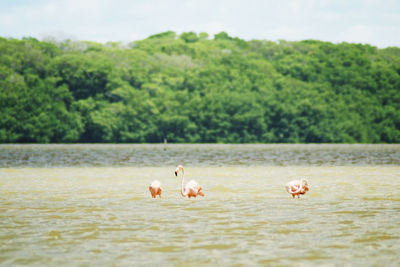 Ducks in a lake