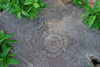 High angle view of tree stump