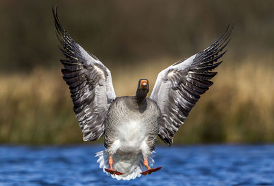 Close-up of seagull flying over lake