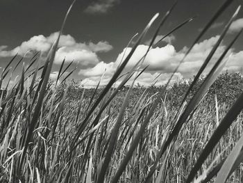 Close-up of plants growing on field against sky