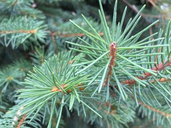 Close-up of spiked plant