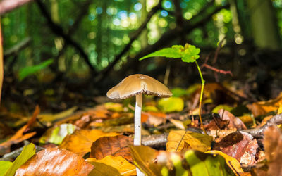 Close-up of mushroom growing in forest