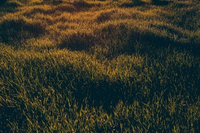 Plants growing on field