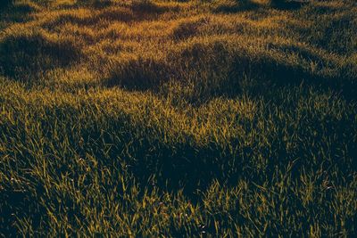 Low angle view of flowers growing in field