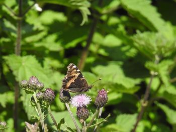 Close-up of butterfly pollinating on purple flowering plant