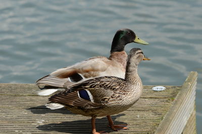 Close-up of duck on lake
