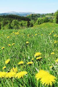 Yellow flowers growing on field