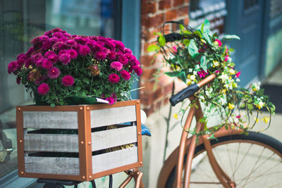 Close-up of pink flowering plant in basket