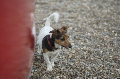 Dog on ground