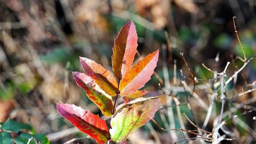 Close-up of multicolored leaves on field in sunlight during winter in germany